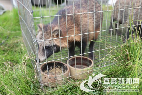 小浣熊。（宜宾新闻网 黄铄然 摄）