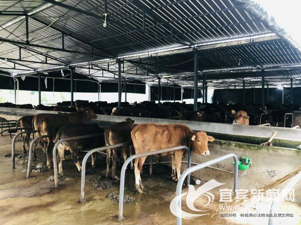 密密麻麻的牛栏中，100余头牛整齐排列其中。（程文帝 摄）