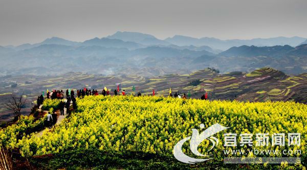 游客观赏油菜花海。（苏颖洁 摄）