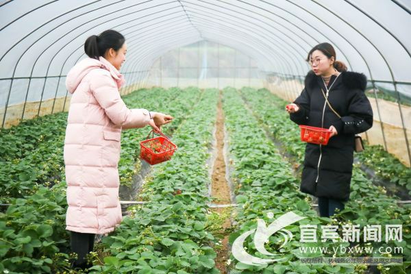 市民采摘草莓。（叶昌荣 摄）