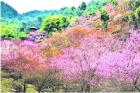 春回大地 花开蓉城 周末赏花看过来