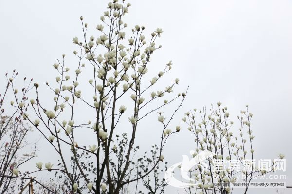 玉兰花开。（宜宾新闻网 喻熹 摄）