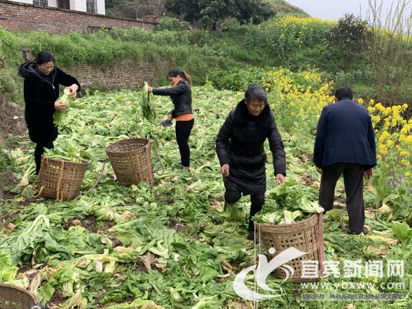 村民们忙着收菜。（宜宾新闻网 方勇 摄）