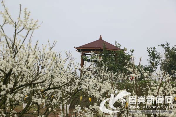 花的海洋。（资料图）