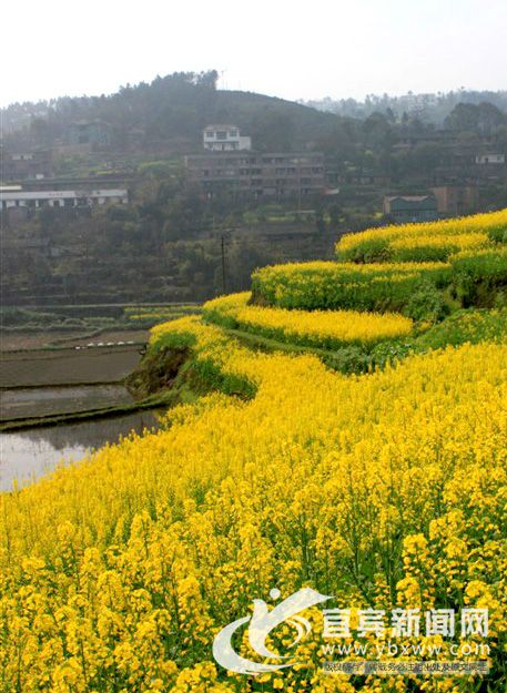 此时，油菜花花黄。（资料图）