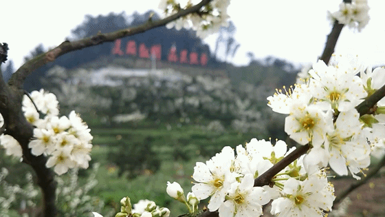 李花朵朵。（资料图）